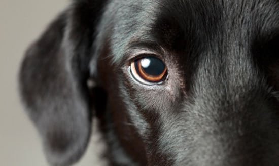 10 cách chăm sóc mắt cho chó cưng