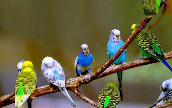 Đặc điểm nổi bật của loài chim Yến Phụng khiến người nuôi mê mẩn