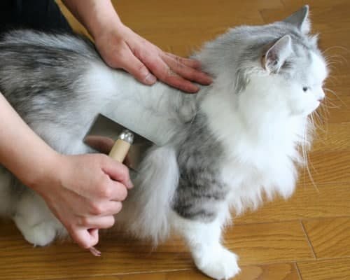 chải lông cho mèo