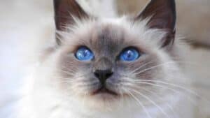 mèo Birman