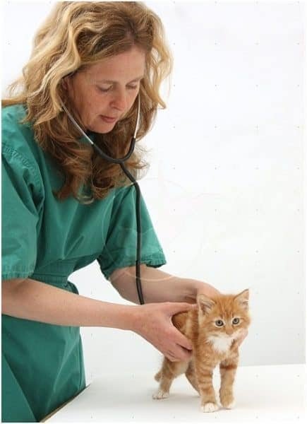 Lịch trình tiêm vắc-xin cho mèo