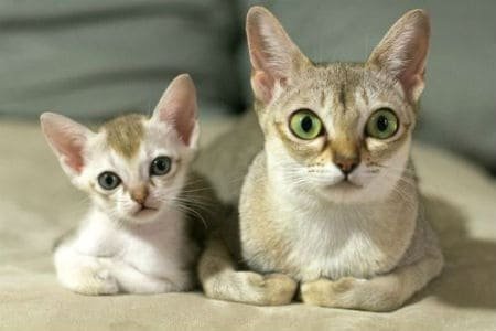 Mèo Singapura: Báu vật từ Singapore