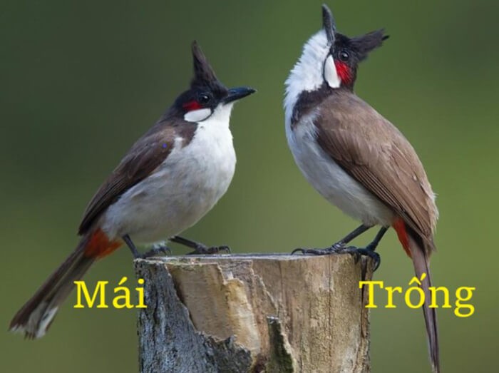 phân biệt chào mào trống mái
