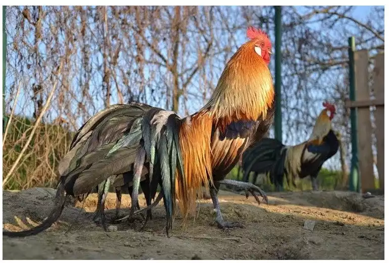 gà phượng hoàng