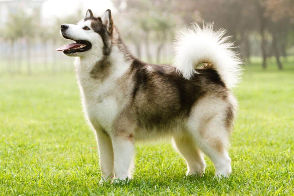 Phân loại chó Alaska theo chuẩn: Standard, Large và Giant