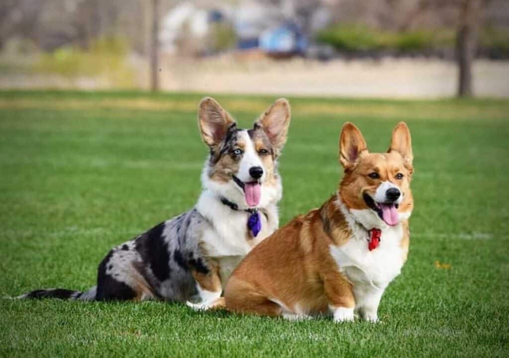 chó Corgi