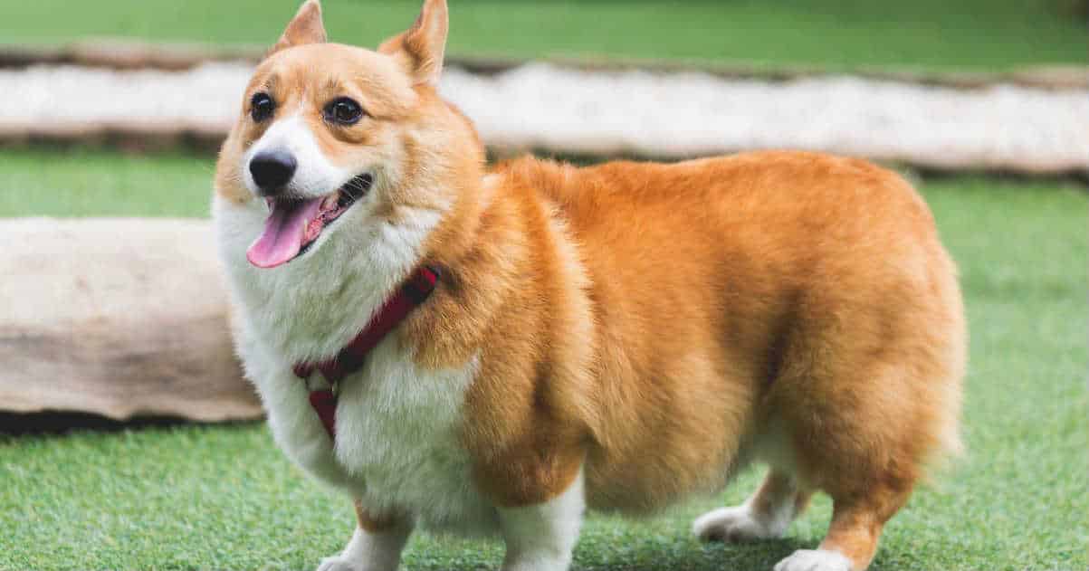 Mua chó Corgi