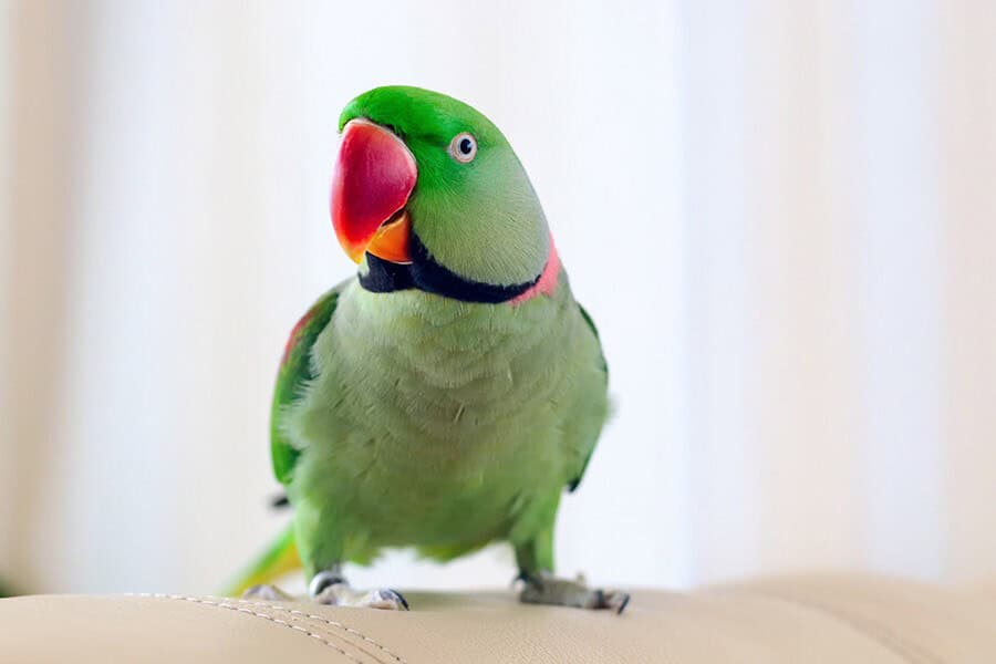 Xích Chân Cho Vẹt