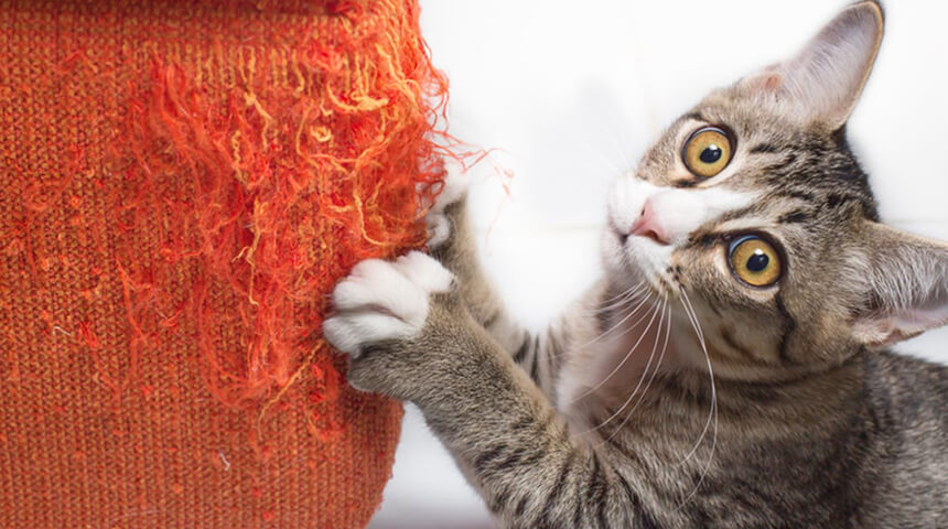 Mèo cào đồ đạc