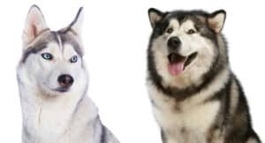 Phân biệt chó Alaska và chó Husky