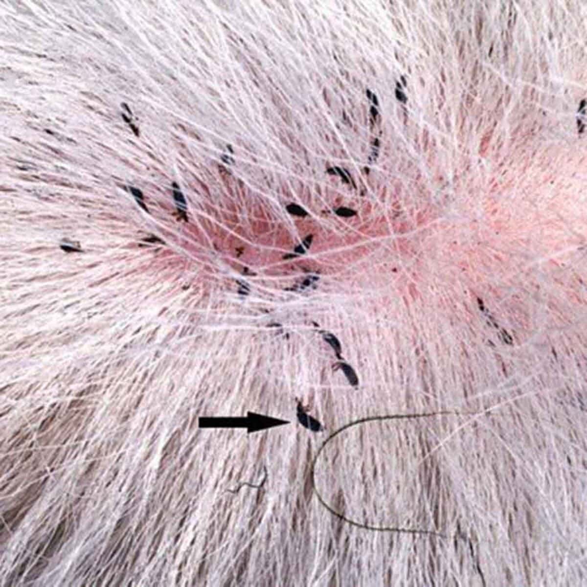 Trị rận cho mèo