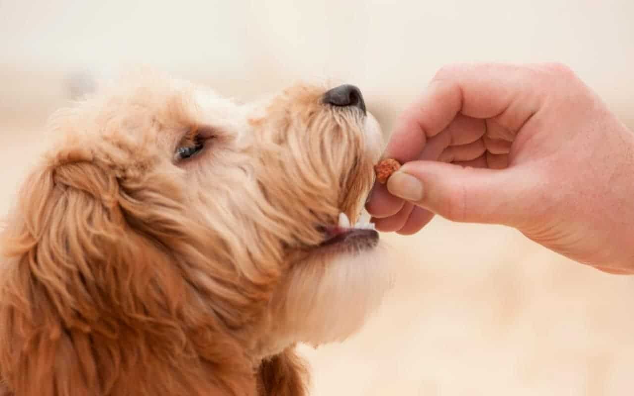 Huấn luyện chó không ăn bả