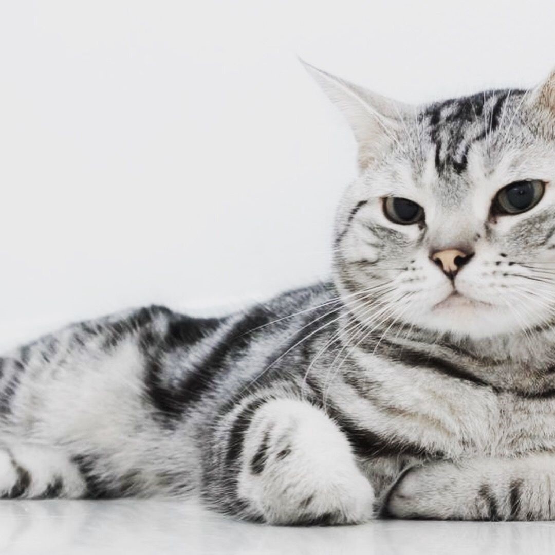 Mèo Mỹ lông ngắn