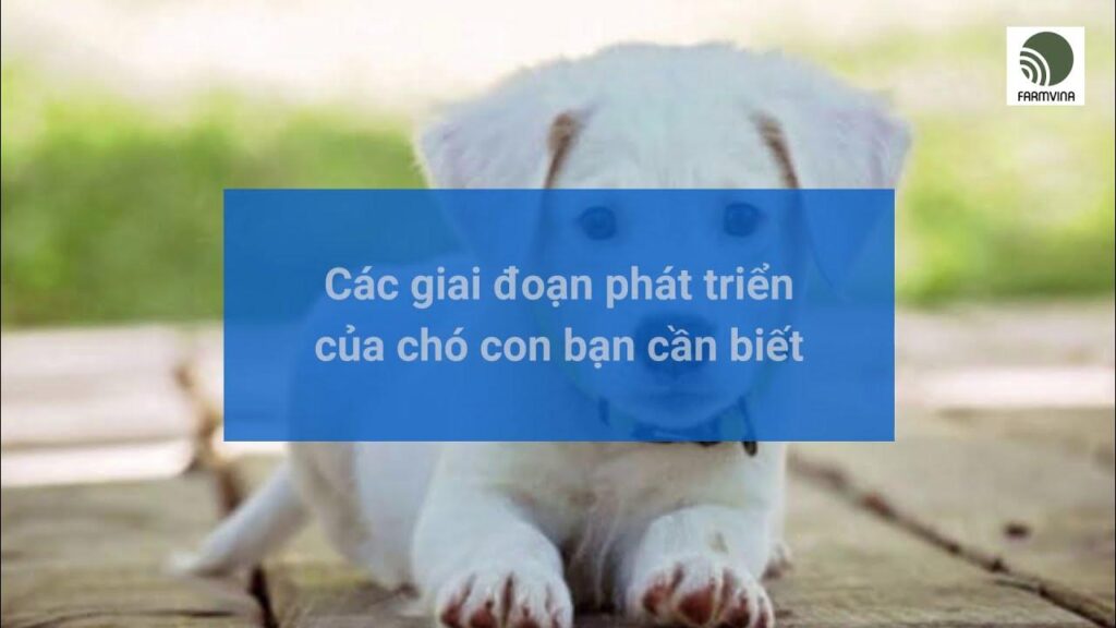 Các giai đoạn phát triển của chó con