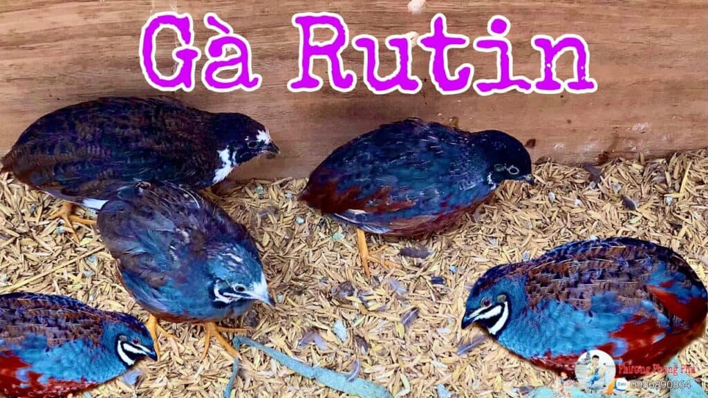 gà rutin