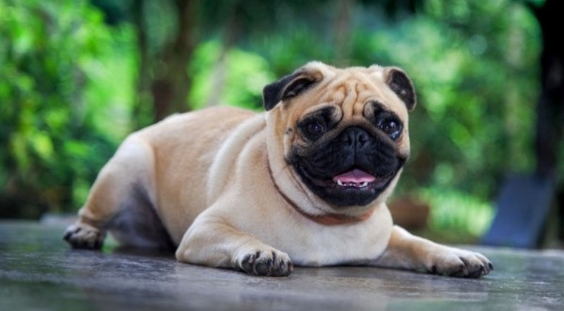 chó Pug bị hôi miệng