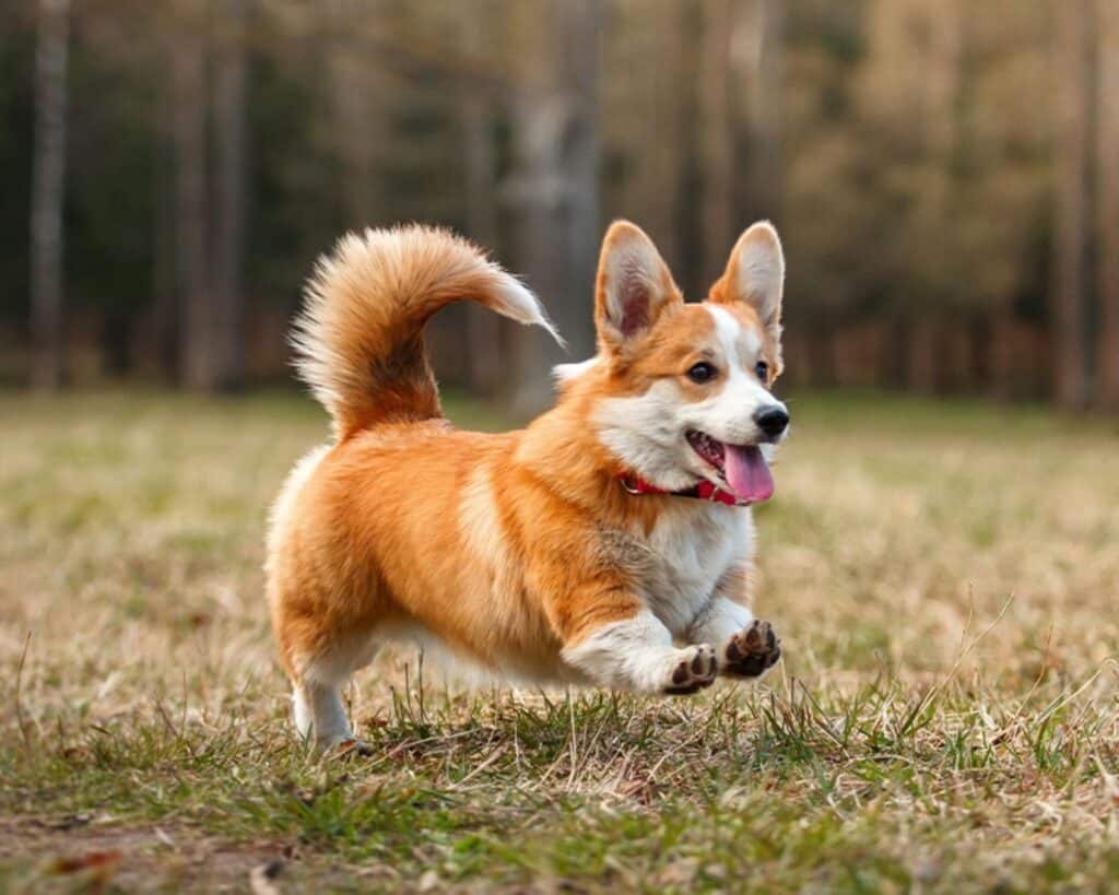 Chăm Sóc Chó Corgi