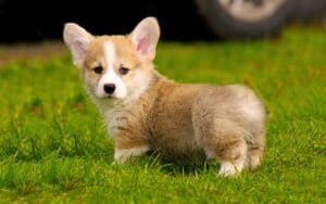 Mua Chó Corgi Thuần Chủng