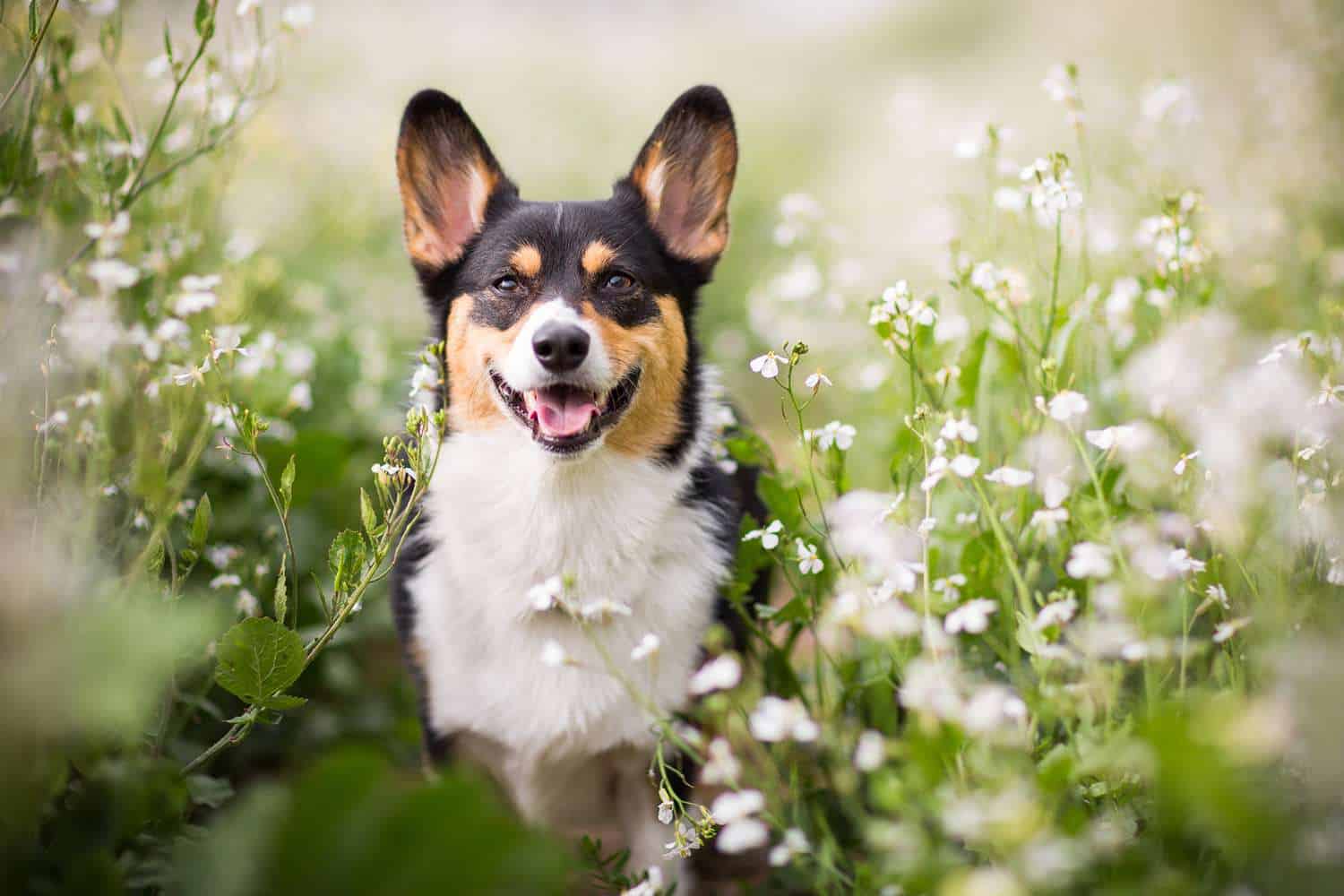 Corgi