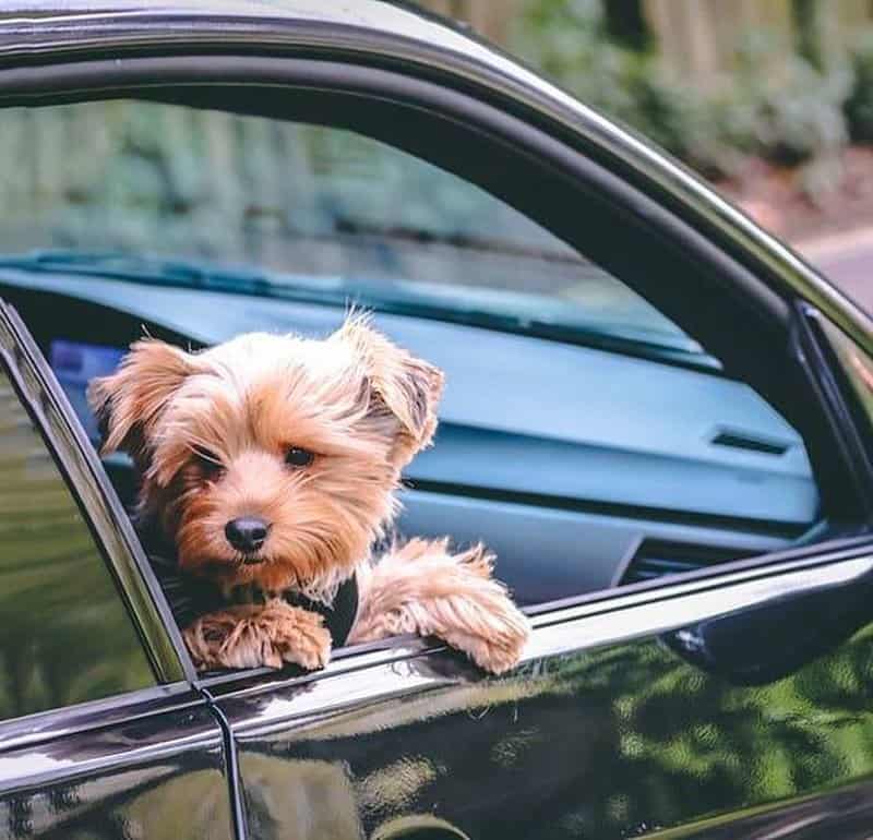 Giúp chó mèo không bị say xe hiệu quả