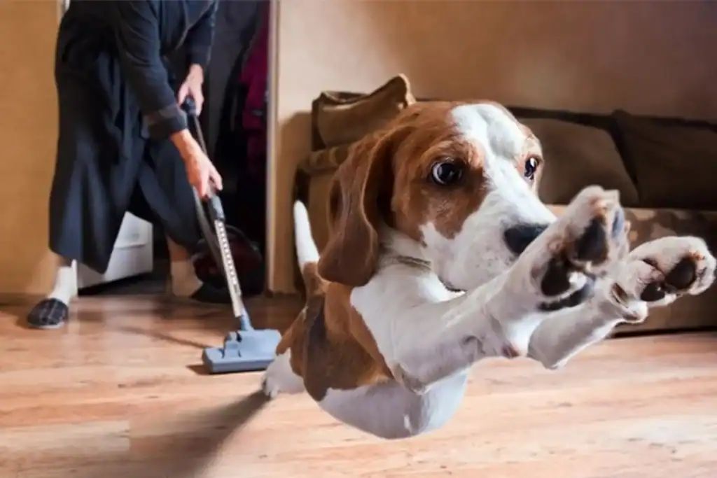 Cách khử mùi hôi chó trong phòng trọ nhỏ